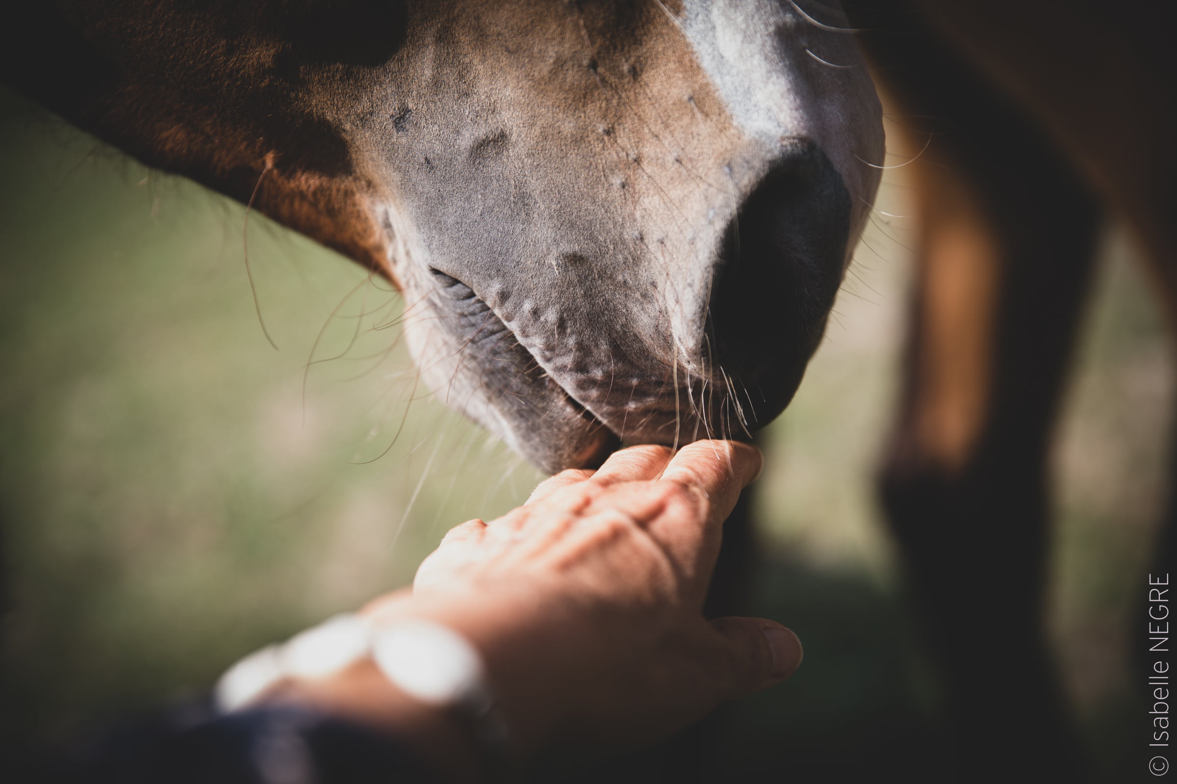 main et cheval